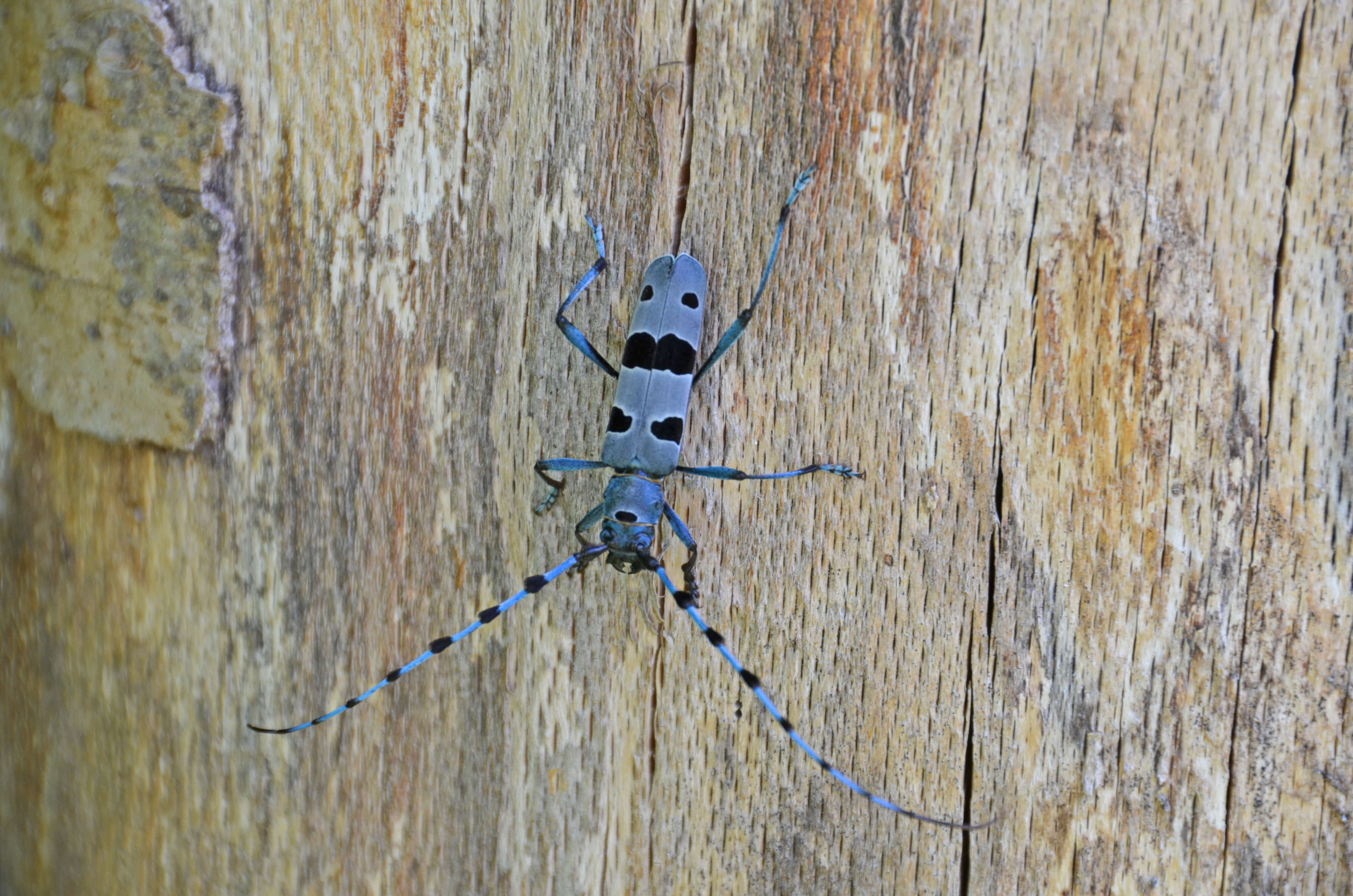 Foto Blauer Käfer Rosalia Alpina - zum Foto